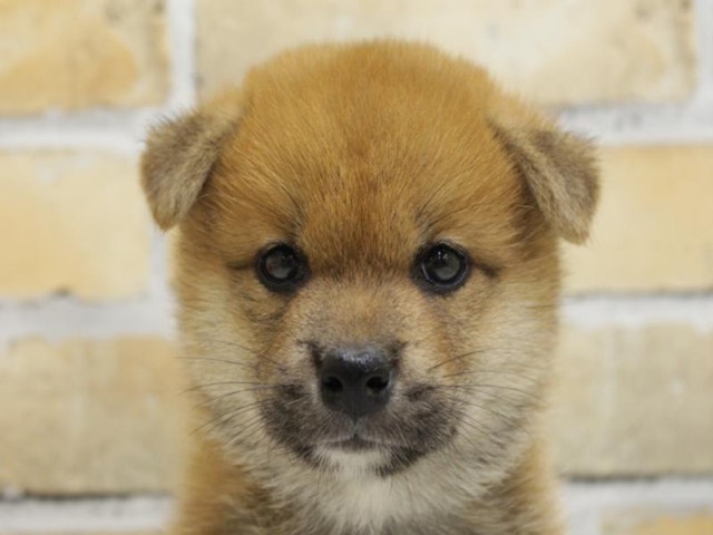 広島県の柴犬(標準サイズ) (ペッツワン広島LECT店/2024年6月30日生まれ/男の子/赤)の子犬